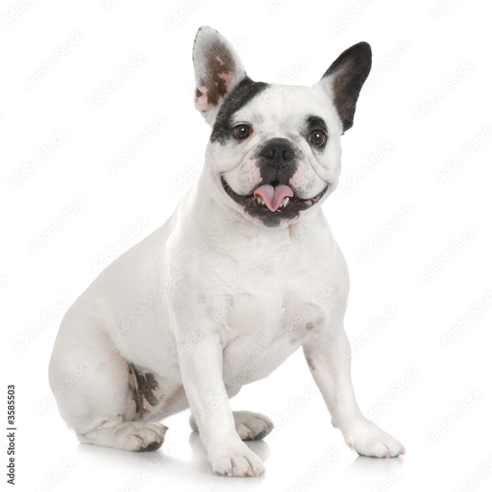 french Bulldog adult in front of a white background.