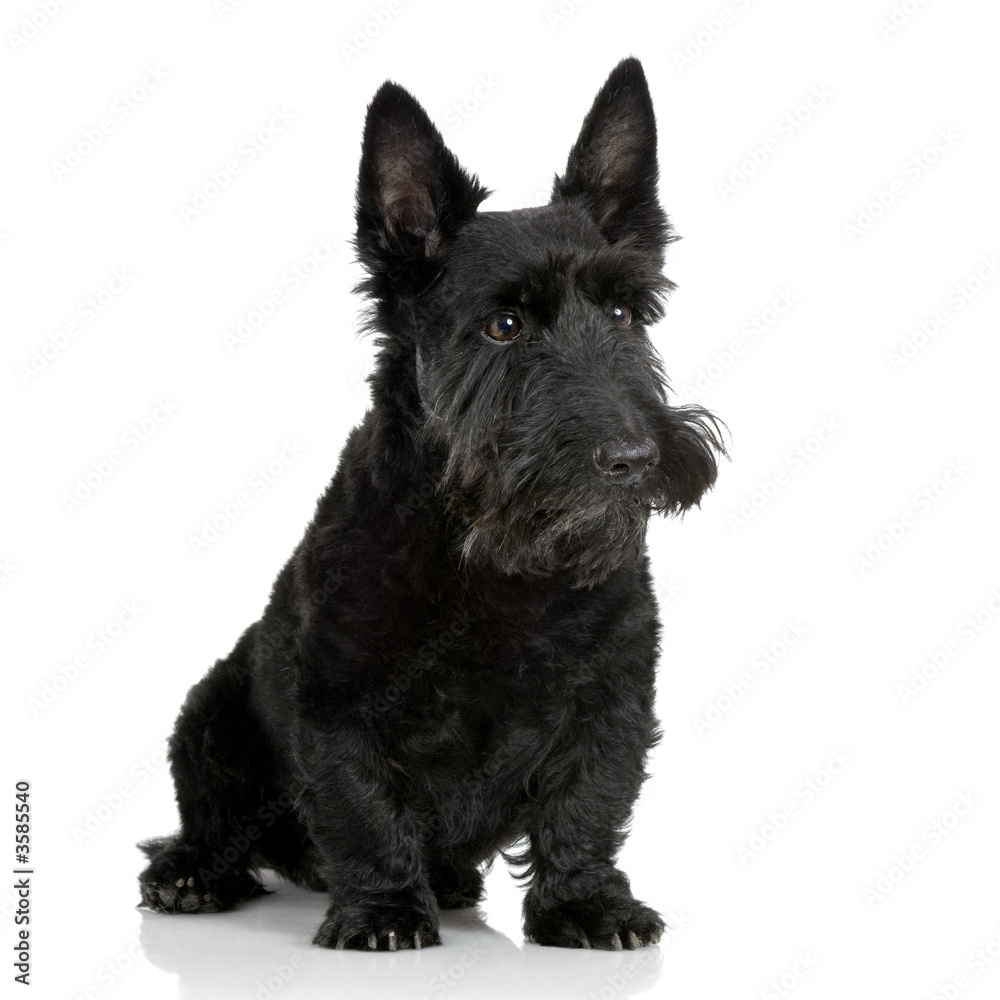 Scottish Terrier in front of a white background