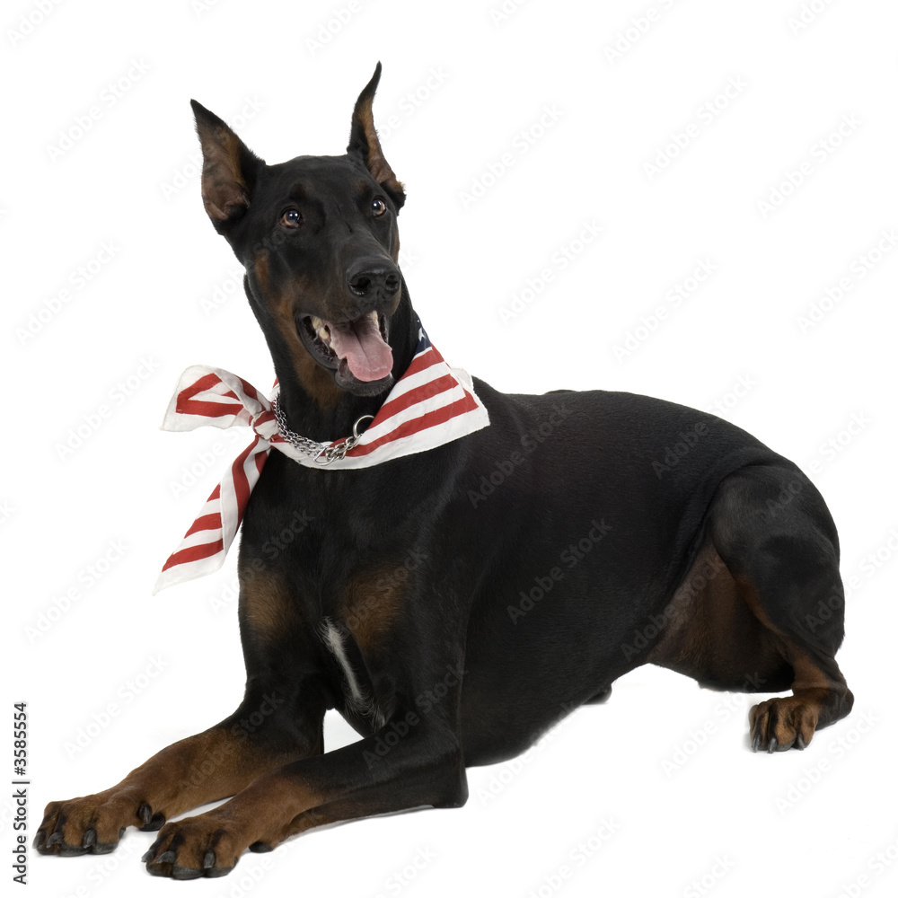 Doberman Pinscher in front of a white background Doberman Pinscher in front of a white background