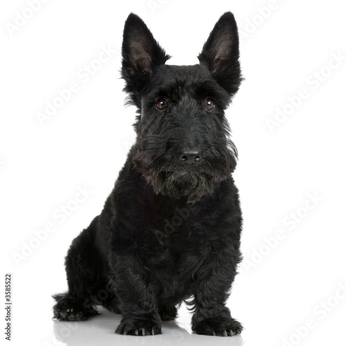 Scottish Terrier in front of a white background