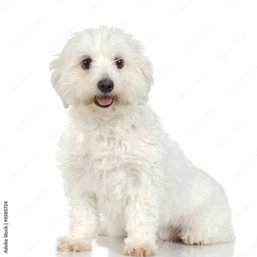 maltese dog sitting in front of white background
