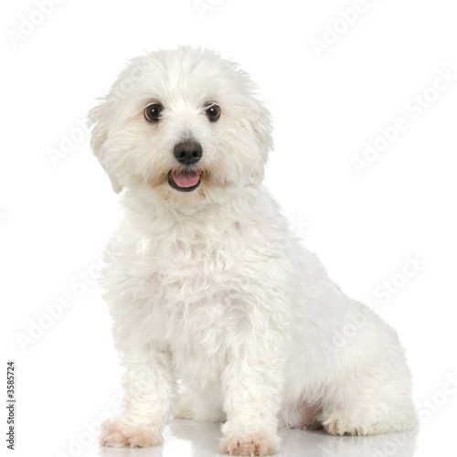 maltese dog sitting in front of white background