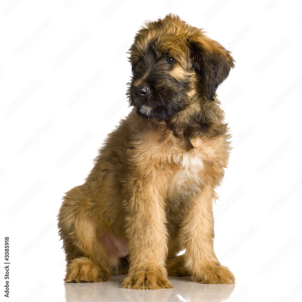 Briard sitting in front of white background Briard sitting in front of white background