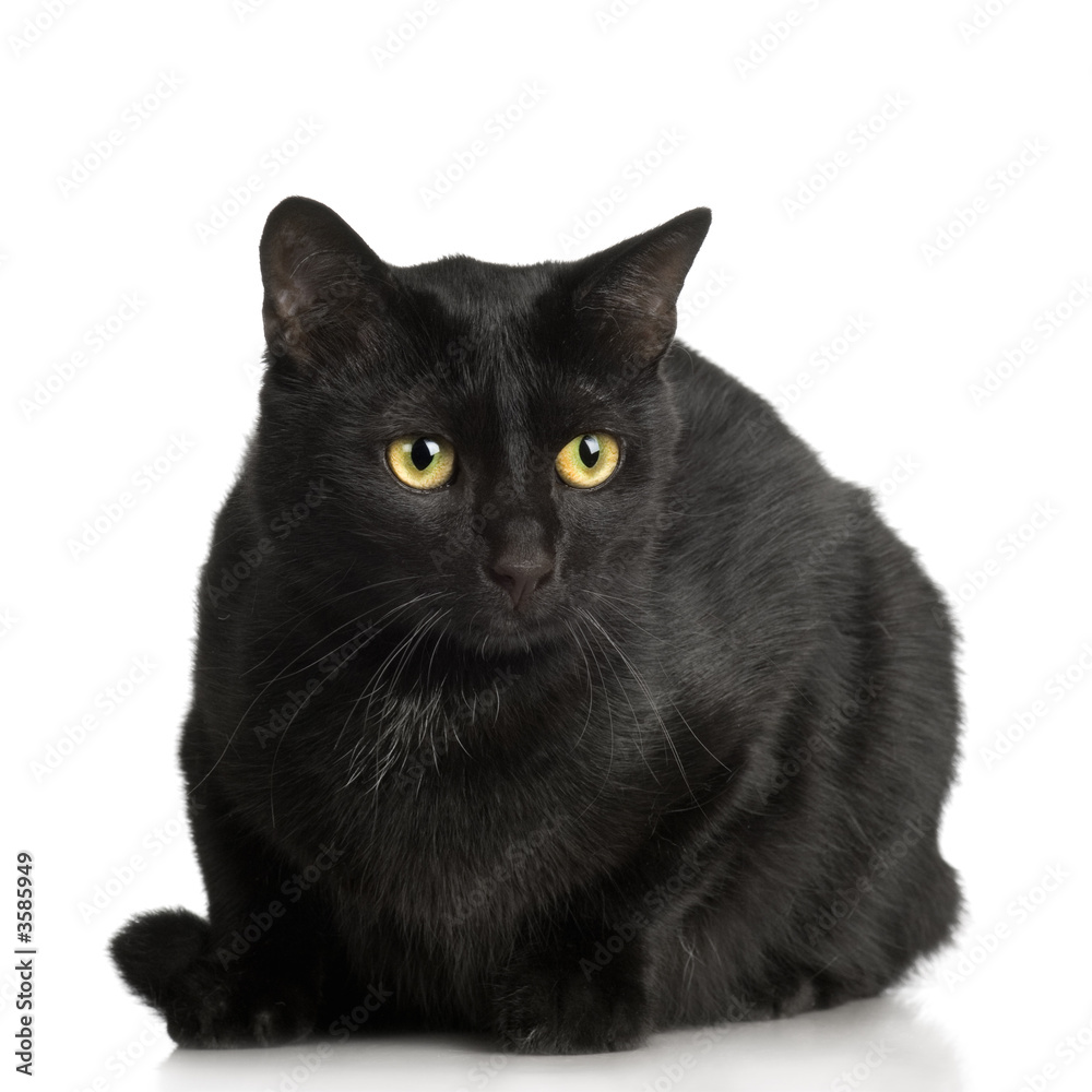 Black Cat in front of a white background