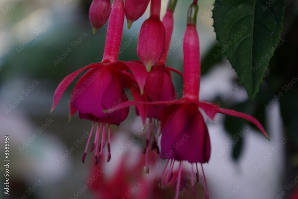 fucsia fucsia