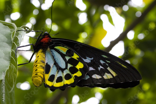 Butterfly on a Tree photo