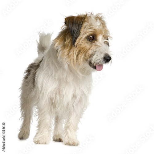 Jack russel long haired in front of a white background