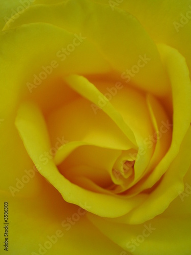 rose jaune