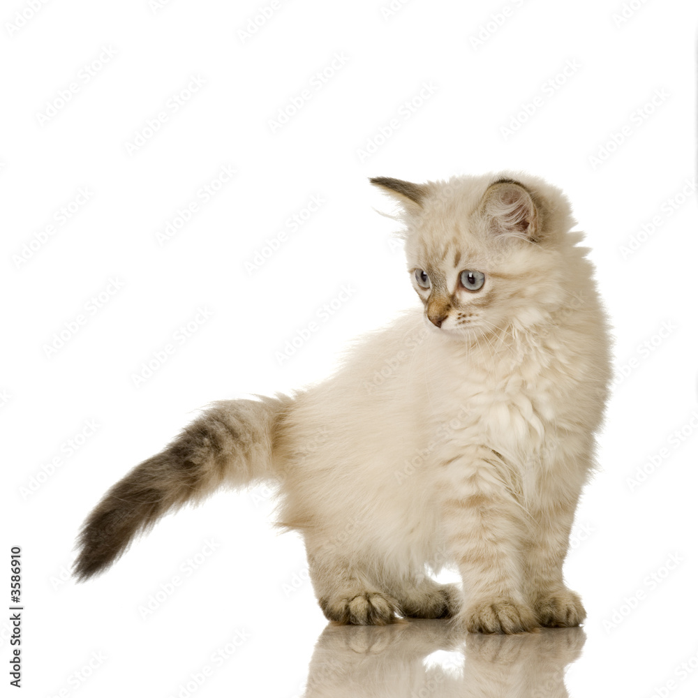 Blu-tabby-point Birman kitten in front of a white background
