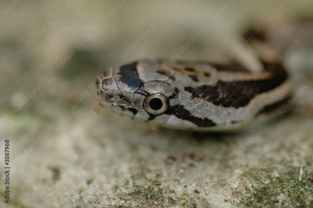 A macro photo of a juvenile black ratsnake. A macro photo of a juvenile black ratsnake.