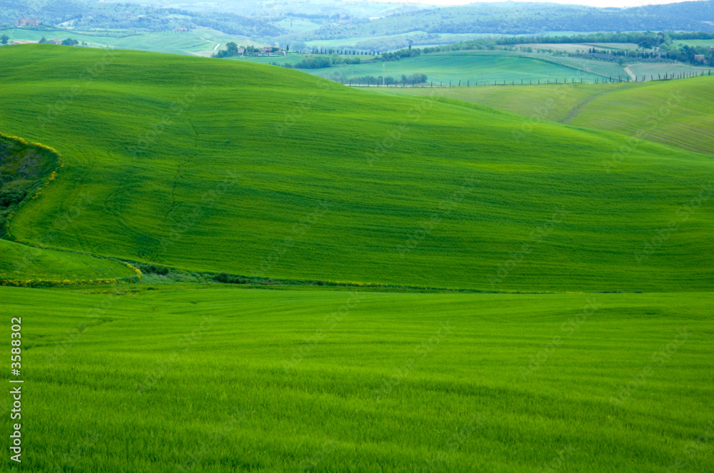 Obraz premium Green sloping wheat fields.