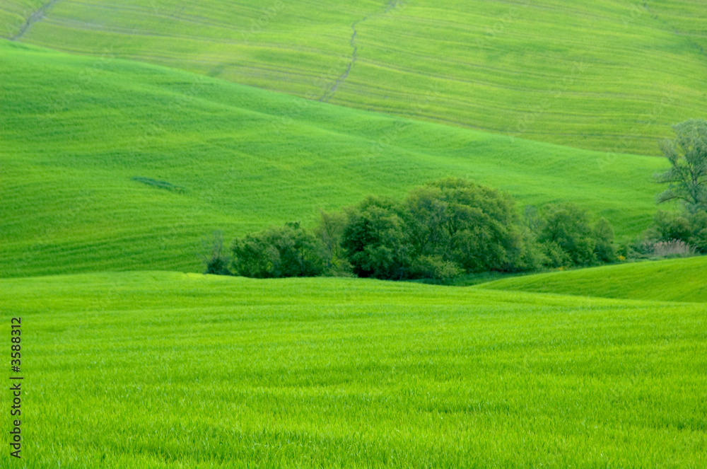 Green sloping wheat fields.