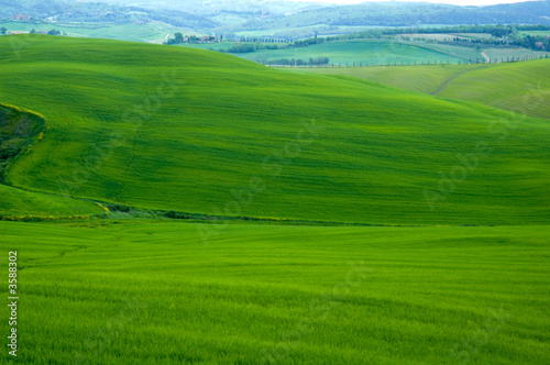Green sloping wheat fields.