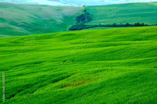 Green sloping wheat fields.