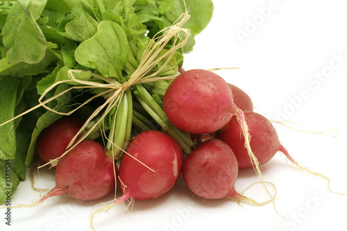 bundle of fresh radishes on white background