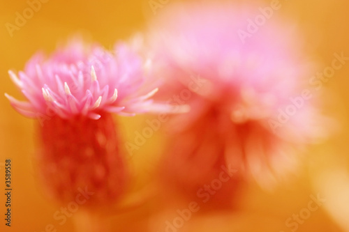 Abstract thistles in summer colors (selective focus)