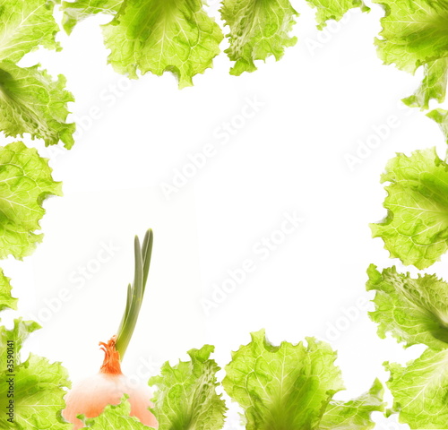 Salad and onion border photo