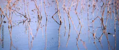 Foto water reflection of reed in a pond