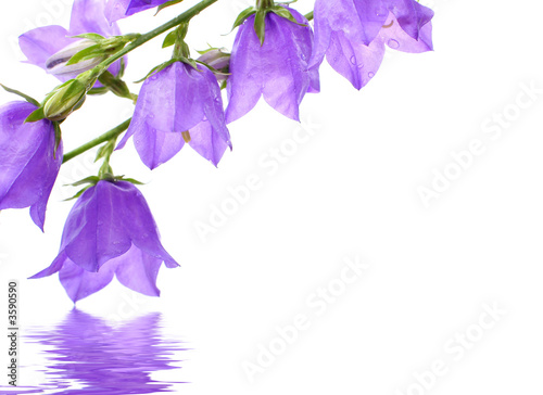 flowers reflected in water