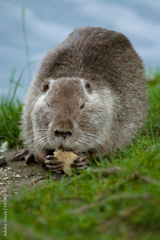 Nutria