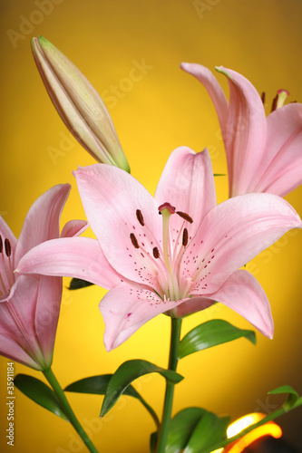 lily on yellow background