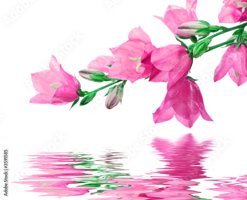 flowers reflected in water