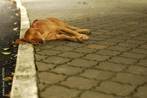 Homeless stray dog