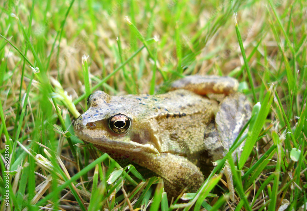 Frog Hidding in The Grass Frog Hidding in The Grass