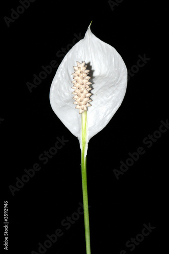 Single White Peace Lily