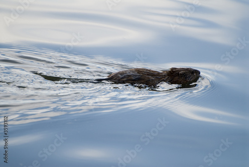 Water rat © Max Tactic