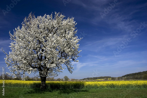Spring trees  cantryside landscape  blossom tree orchard