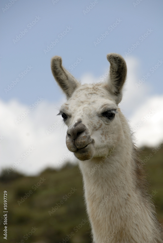 Obraz premium Peruvian Llama