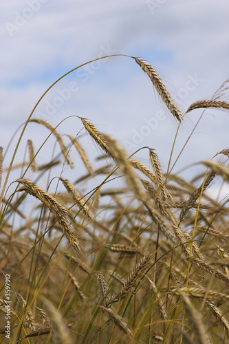 some ripened wheat outlined against the sky