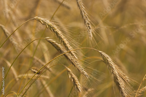 close up of ripe and golden wheat