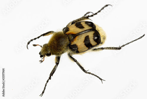 The bug