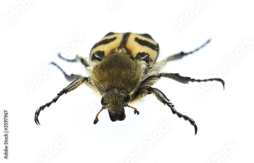 Portreit of the bug