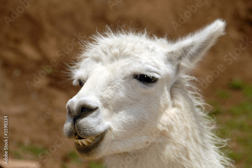 Peruvian Llama © MarketingShotz