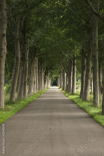 rows of beeches along a road