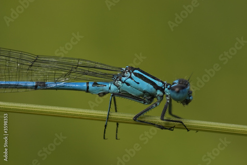 close up of the blue variable damselfly