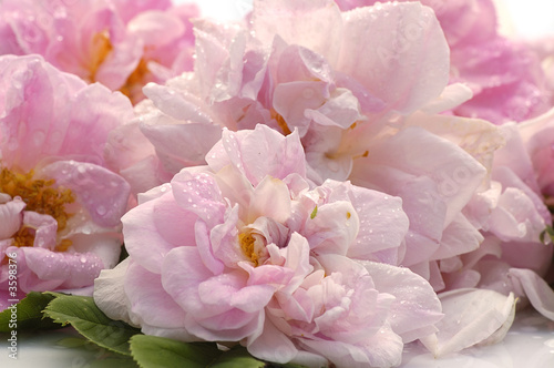 wild pink roses close-up © vnlit