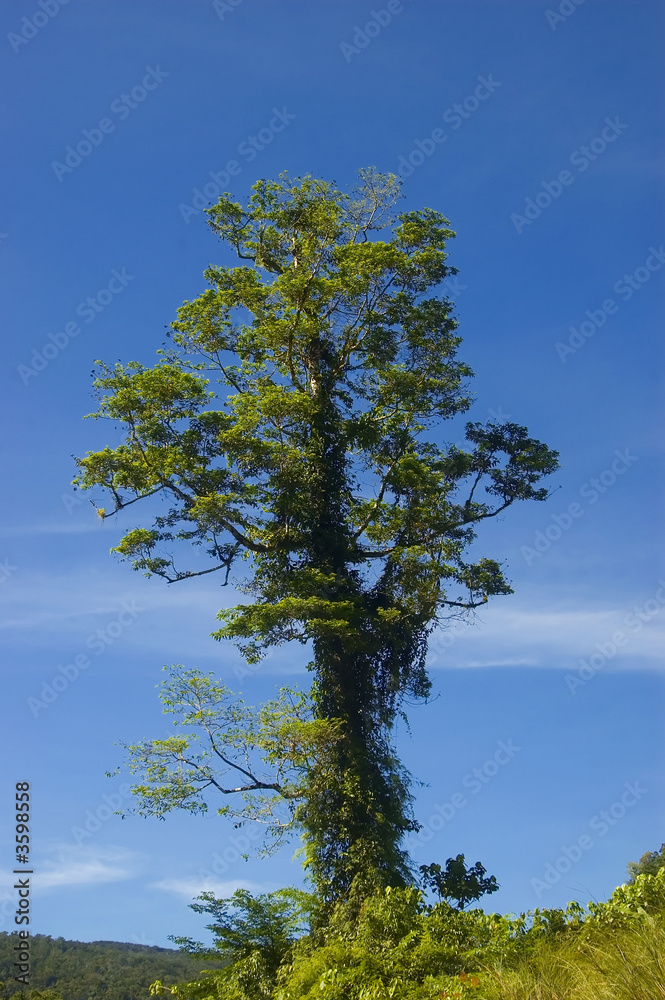 Big tree Big tree