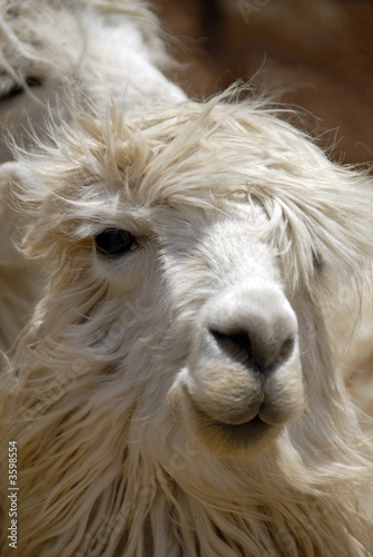 Peruvian Llama © MarketingShotz