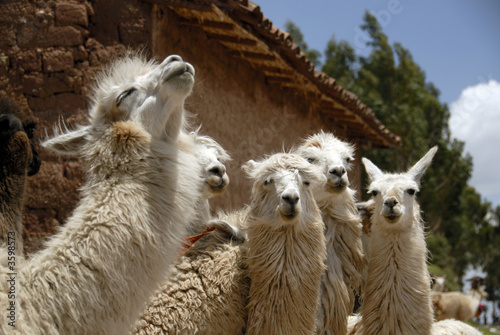 Peruvian Llamas