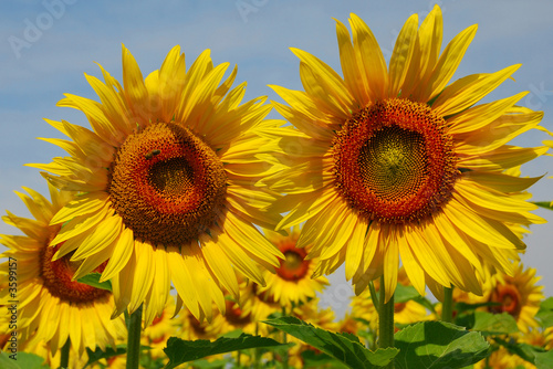 Tournesols