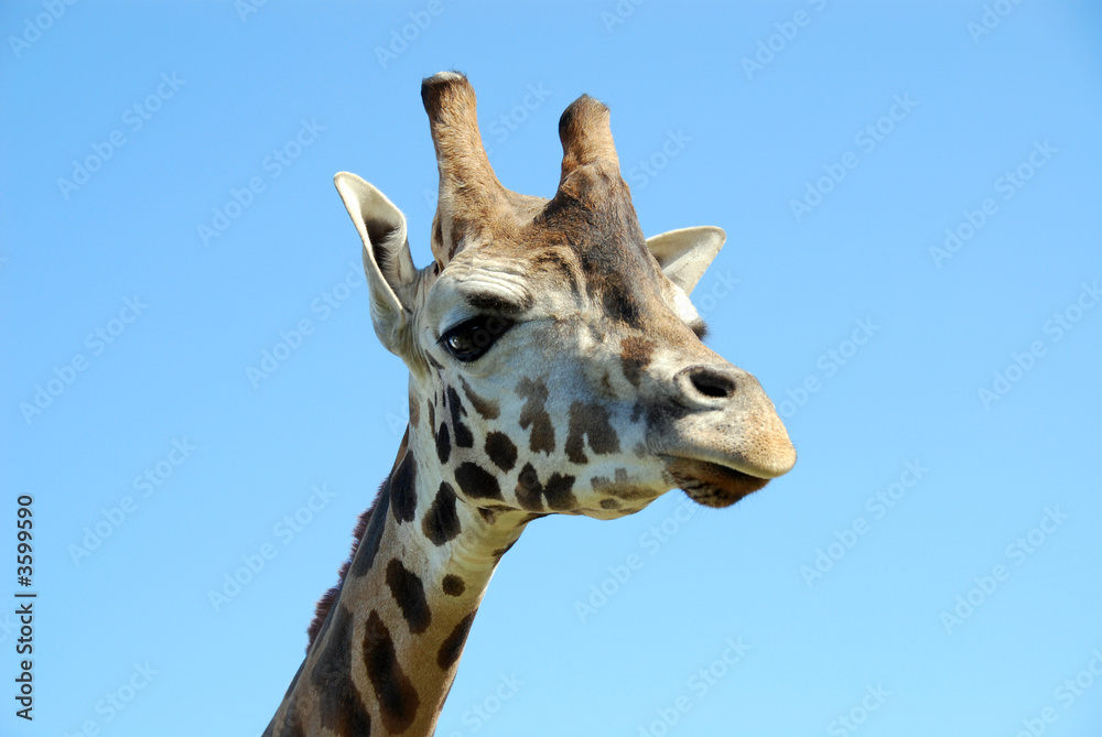 Fototapeta premium giraffa