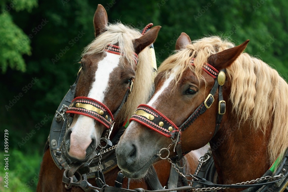 Obraz premium Profile head of domestic horse