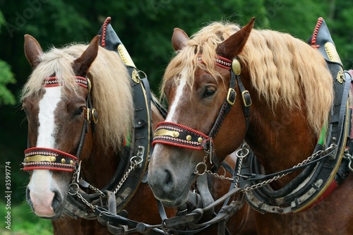 Profile head of domestic horse