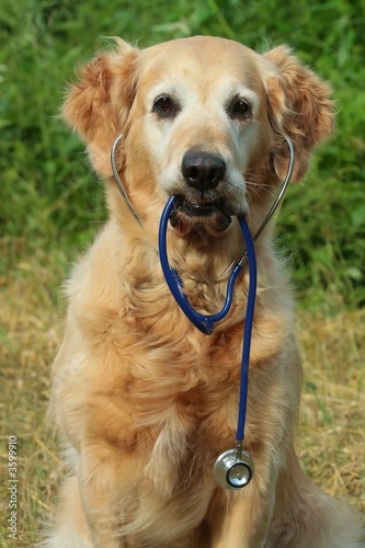 Dog with stethoscope on garden photo