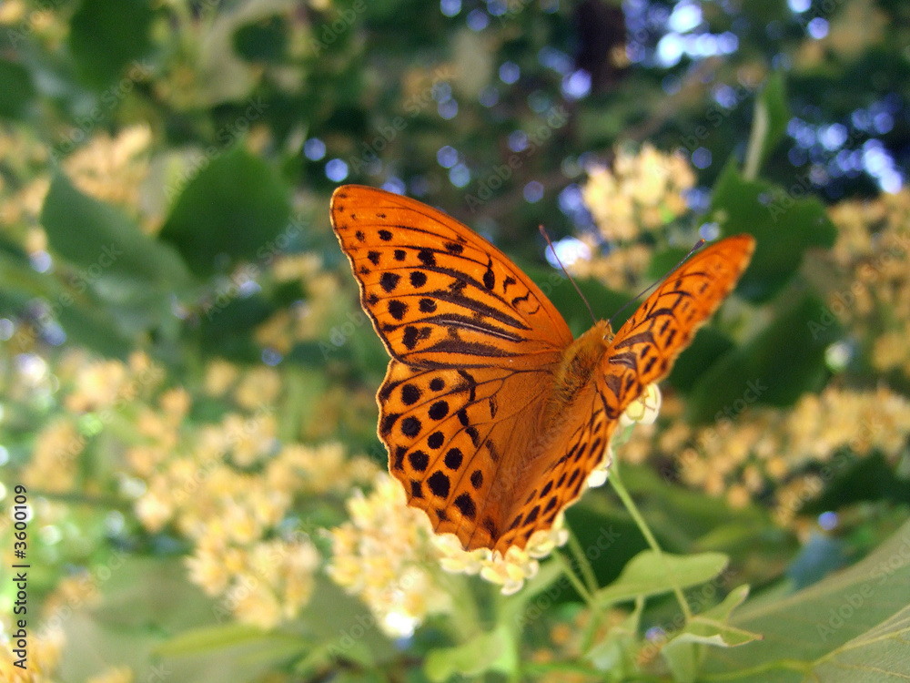 Obraz premium farfalla