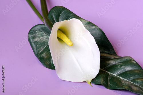 Billede på lærred calla lily